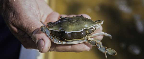 Shedding crab feature image 600x246