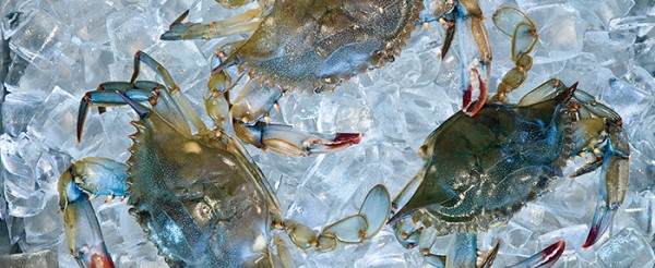 Soft shell crabs 700 600x246