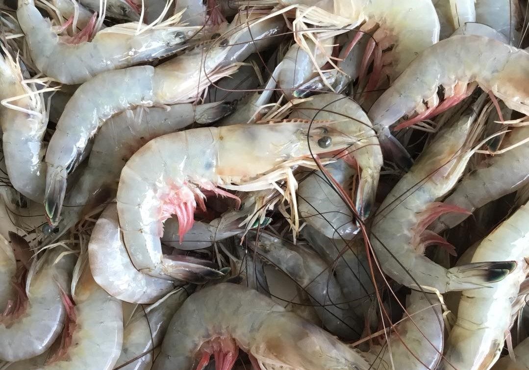 Shrimpdavisseafoodcrop