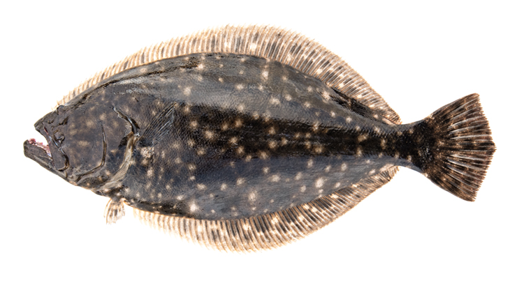 Southernflounder