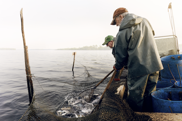 CATCHING CAT fish with NET! 