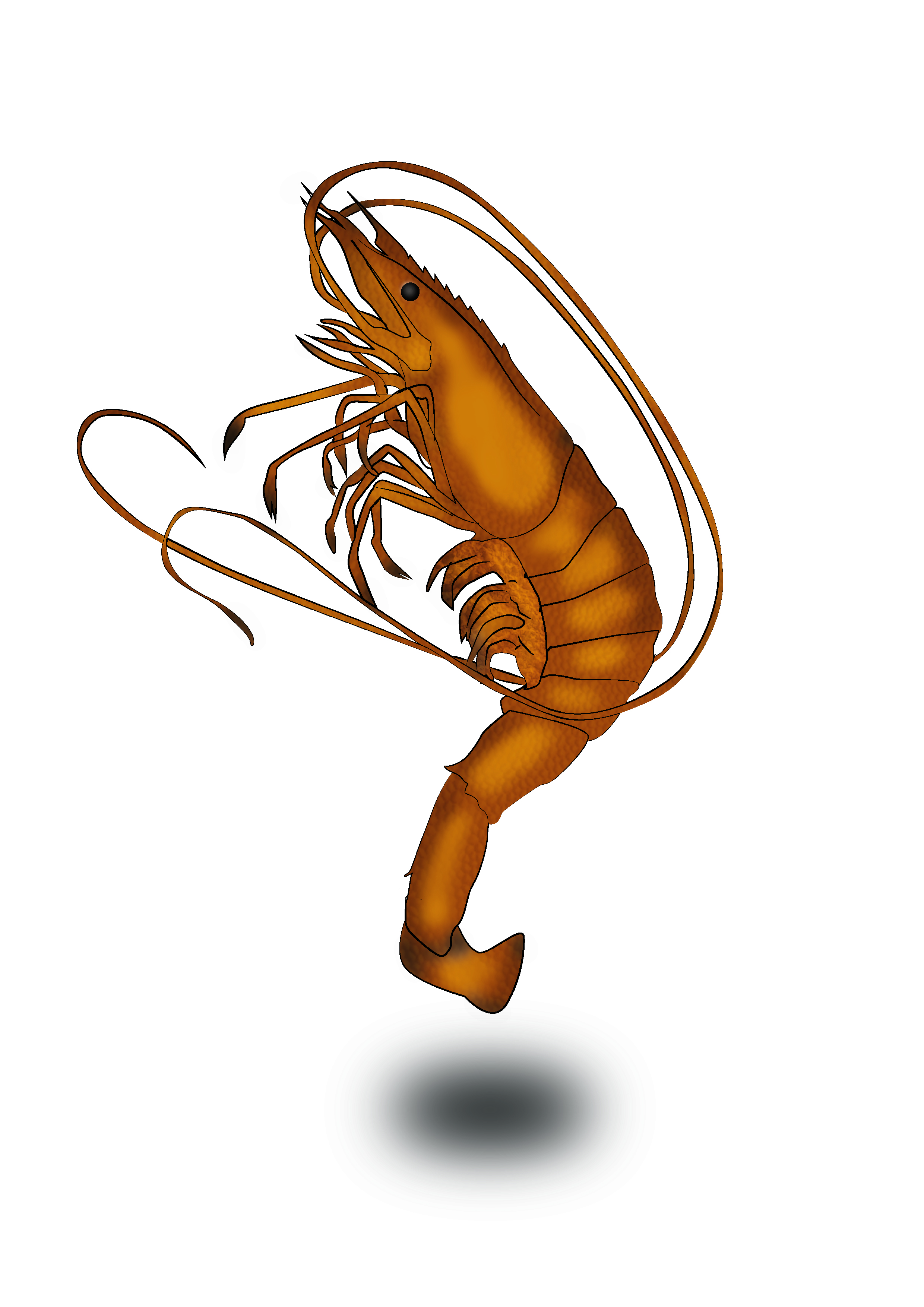 Shrimp biology illustration 1
