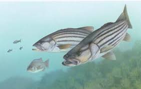 Striped%20bass