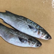 Striped Mullet L